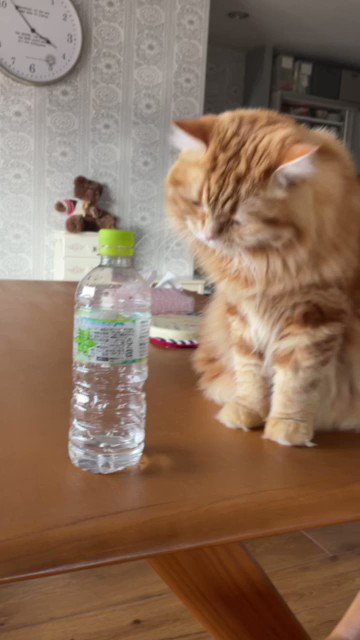 猫ＶＳ人間の果てしない闘い！なんで猫は物を落とさなきゃ気が済まないの？ｗｗ