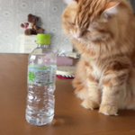 猫ＶＳ人間の果てしない闘い!なんで猫は物を落とさなきゃ気が済まないの？w