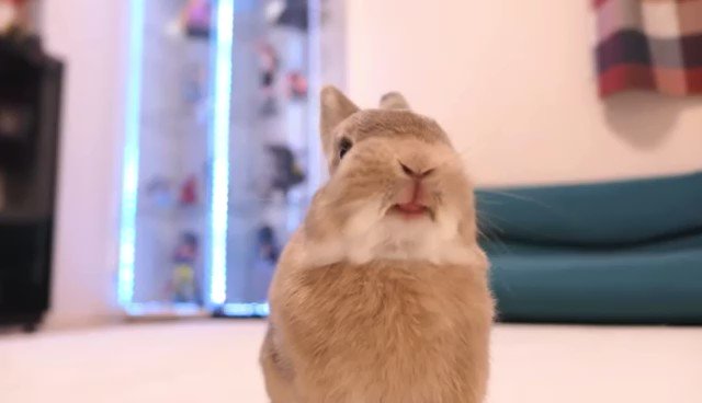 初めてパイナップルを食べたウサギの口が異常事態 

 

続きはYouTubeで 