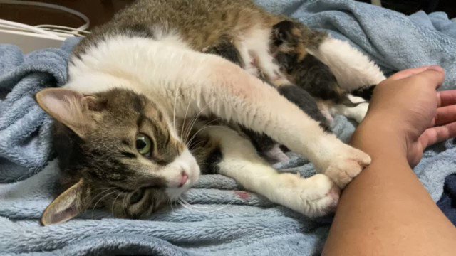 飼い主もビックリ！朝起きたら猫が出産していた！？