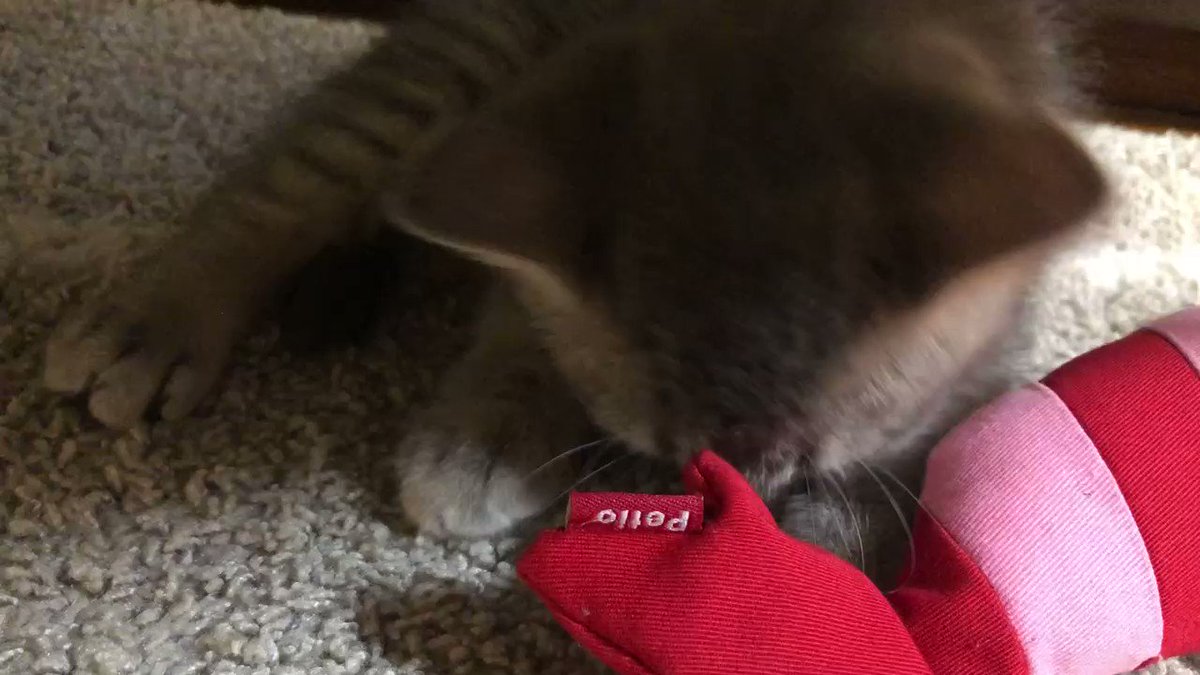 子猫の 世界一可愛い寝落ち がたまらない けりぐるみにコテンと頭を乗せて眠る姿に心を撃ち抜かれる ねとらぼ 子猫の 世界一可愛い寝落ち がたまらない けりぐるみにコテンと頭を乗せて眠る姿に心を撃ち抜かれる ねとらぼ