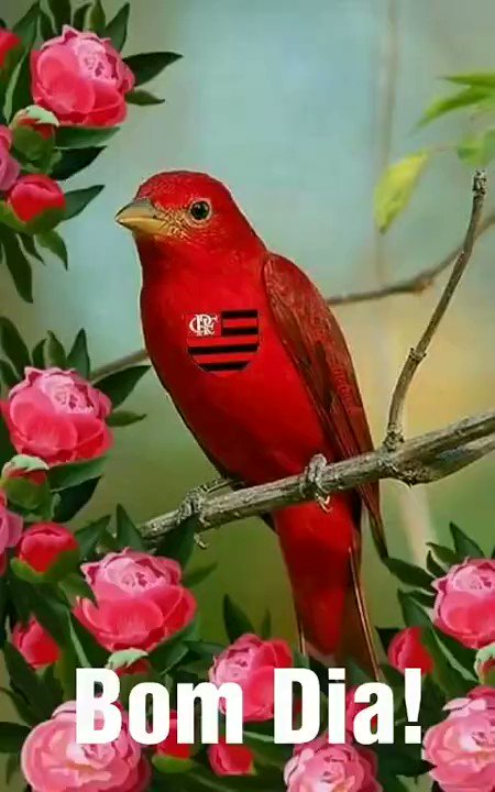 تويتر \ Coluna do Fla | Flamengo على تويتر: تويتر \ Coluna do Fla | Flamengo على تويتر: