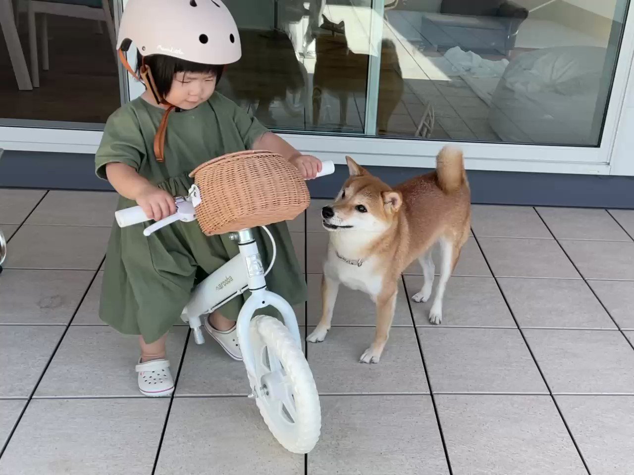 柴犬りんご郎 ストライダーを練習する娘をひたすら追いかける柴犬 T Co 3jkphgtepr Twitter 柴犬りんご郎 ストライダーを練習する娘をひたすら追いかける柴犬 T Co 3jkphgtepr Twitter