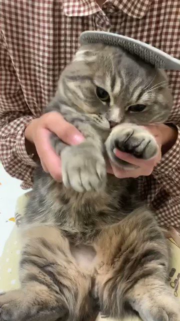 たこやきダンス

#今日のたこやき #ねこ https://t.co/7T4mOlRBb1