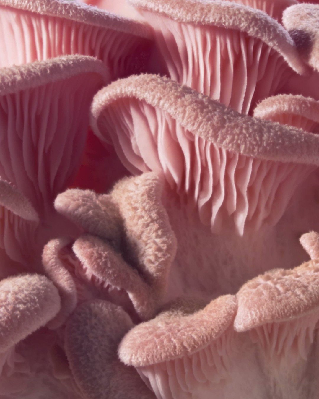 Mushroom Fashion Has its NYFW Moment at Stella McCartney's SoHo Store – WWD