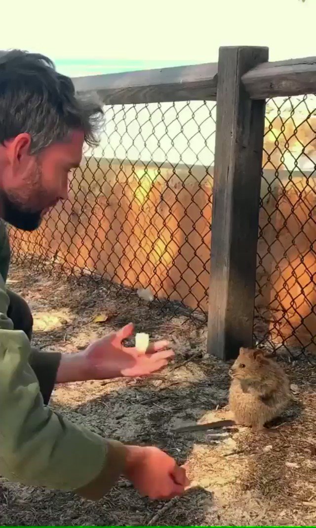 𝕐o̴g̴ on Twitter "Quokka loves to watch juggling..😍 https//t.co/QrGqFu2npq" / Twitter