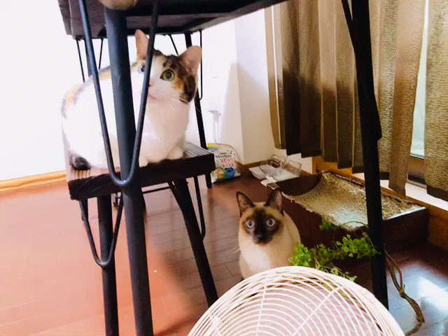 うなこ (@42Mackerel) / Posts / X