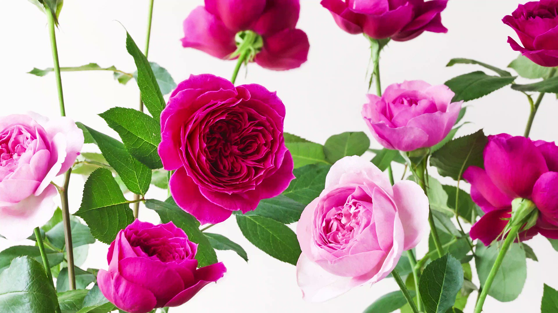 青山フラワーマーケット 6 19は父の日 ふわっと ほぐれて 花ひらくバラたち 秋バラが美しい季節がやってきました バラの開花 開花動画 花のタイムラプス Timelapse バラ 薔薇 Rose 季節の花 旬の花 花とおうち時間 花いけ