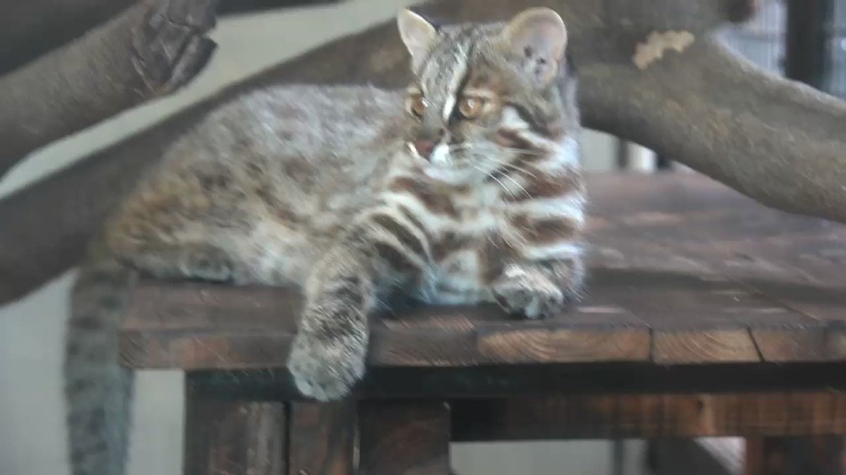 クモちゃん‼️ Amazon | Quiear（クワイヤー） モモンガ おもちゃ チェーン 100