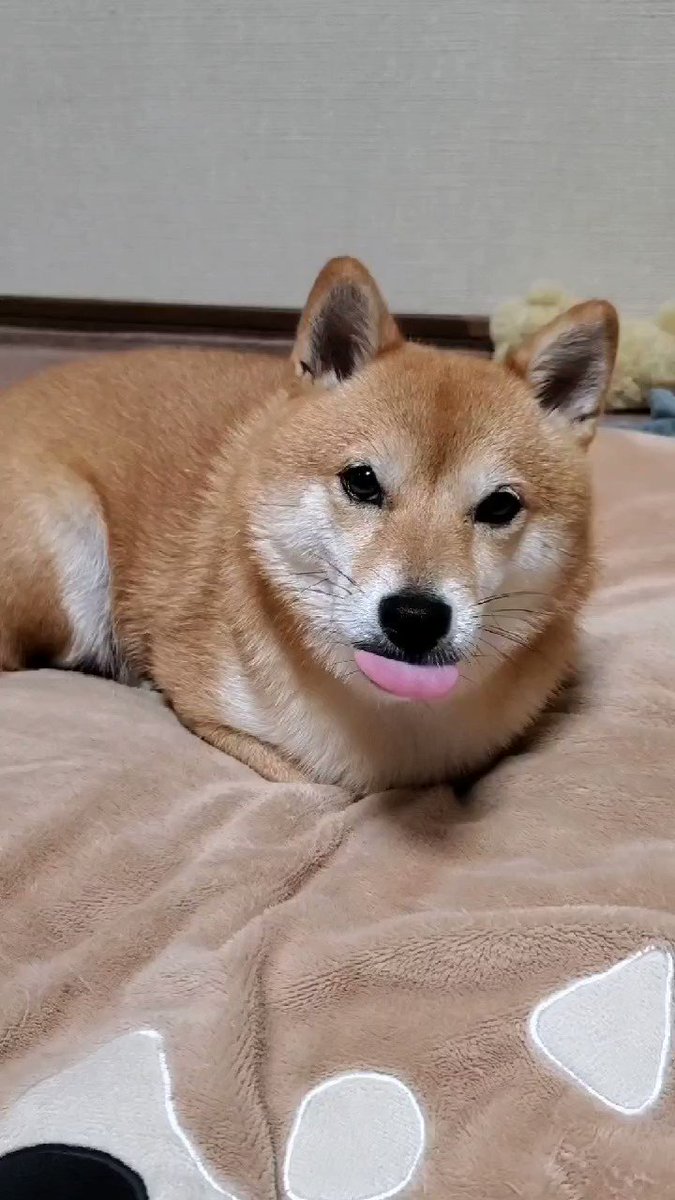19歳のミミちゃんとの日常 猫パンチを真似するけど うまく出来ない なかよし犬猫pic Twitter Com Aby 豆柴なつ 19歳のミミちゃんとの日常 猫パンチを真似するけど うまく出来ない なかよし犬猫pic Twitter Com Aby 豆柴なつ