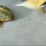 舌が短いだけに餌を横取りされるカエル、悲しく見つめる顔が!