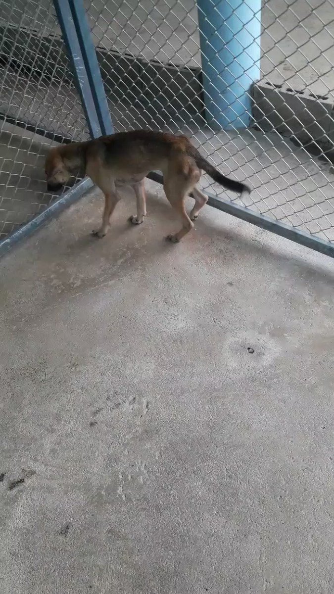 lets help the dogs (@PeterNeilson090) / Twitter lets help the dogs (@PeterNeilson090) / Twitter