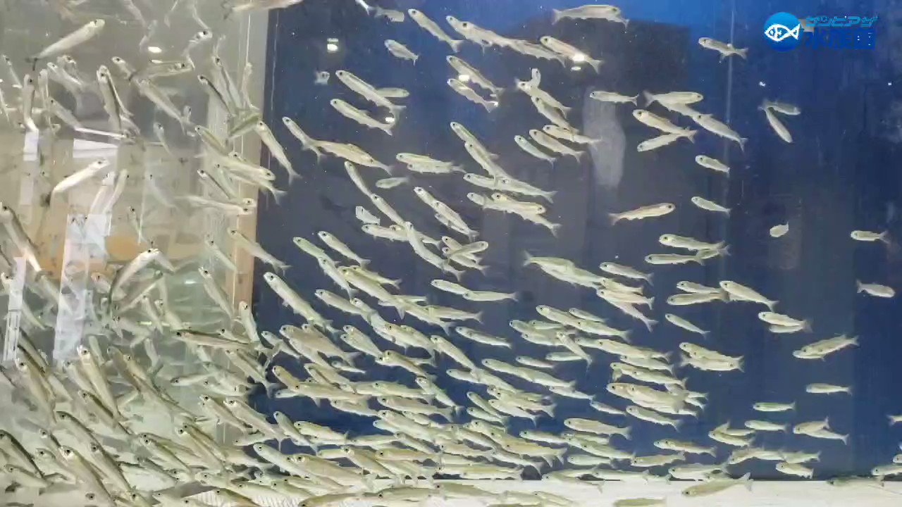 サケの稚魚 Twitter Search Twitter
