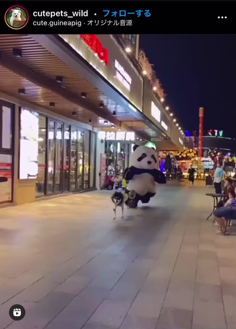 犬を散歩させるパンダ。いや、パンダを散歩させる犬？