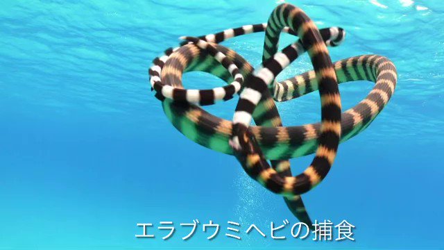 Amazon.co.jp: わがままな天然列島 エラブウミヘビ : おもちゃ