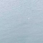 ベイリゾートホテル小豆島【公式】 @ 圧巻のオーシャンビューで瀬戸内マリンを独り占めのツイート画像