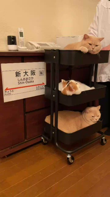【最高】もしも新幹線の車内販売で猫さんが売られていたら…【ブリティッシュショートヘア】のサムネイル画像