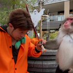 日頃の恨みを発散!？w猿に芸を覚えさせた結果、衝撃の展開にw