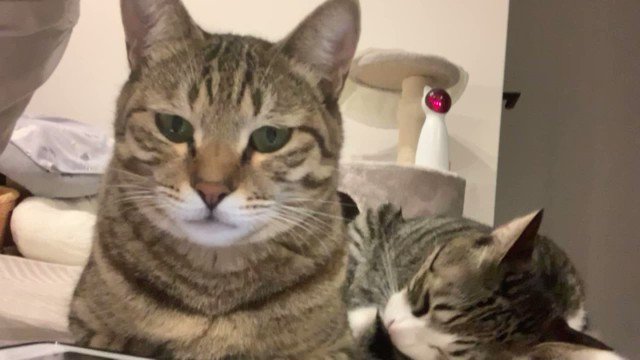 真面目な顔の兄猫 しかしその後ろで弟猫が しっぽをびちゃびちゃにされても気付かない元野良猫たちのやりとりに爆笑 ねとらぼ