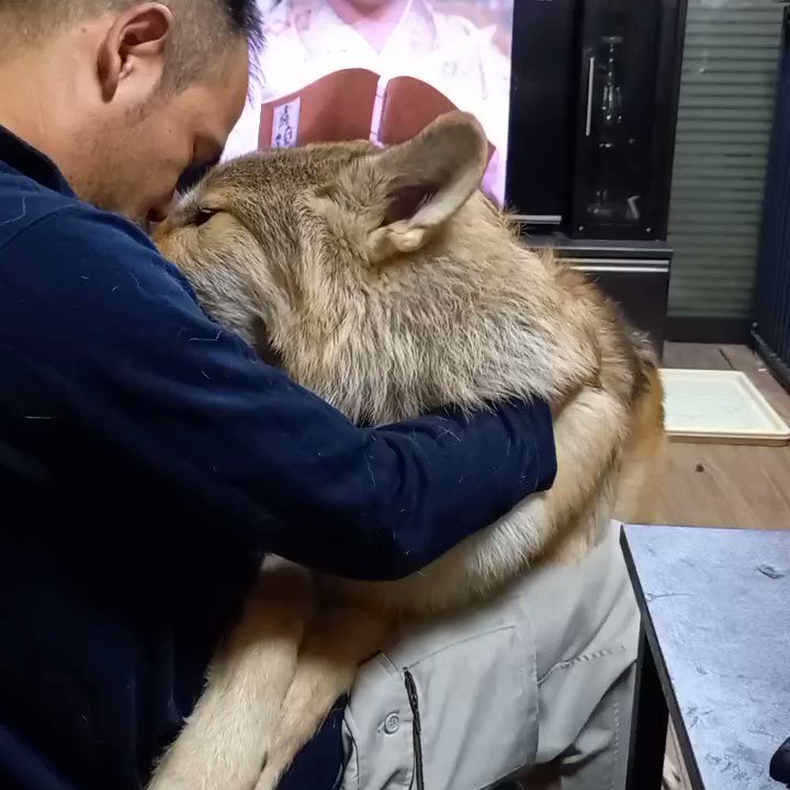 でっかいウルフドッグが飼い主さんにめちゃくちゃ甘える 抱っこオオカミ の動画がたまらん こんなデカい子なのに可愛いとか最高かな Togetter でっかいウルフドッグが飼い主さんにめちゃくちゃ甘える 抱っこオオカミ の動画がたまらん こんなデカい子なのに可愛いとか最高かな Togetter