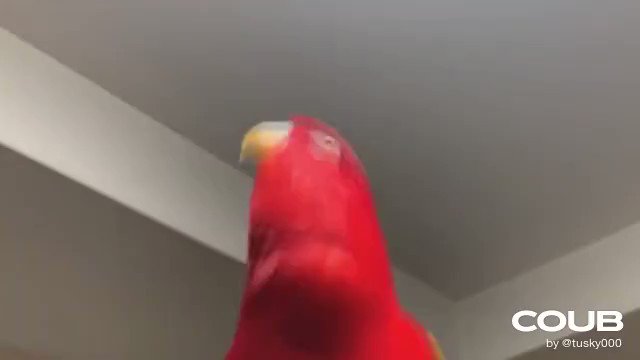 red bird meme - U GOT THAT | RED BIRB #coub https://t.co/LBxG4jwdFQ https://t.co/rCGBNKAs9t<a href="/tag/coub"class="tags">#coub</a>