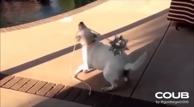 Deus Vult Meme Compilation #coub https://t.co/ztGNwM1u74 https://t.co/30m3EDcTFE<a href="/tag/coub"class="tags">#coub</a>