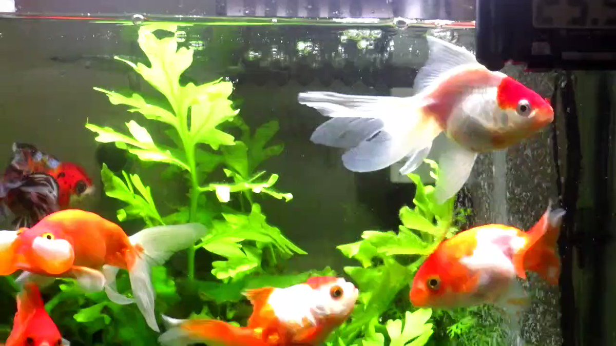 白点病 Twitter Search Twitter