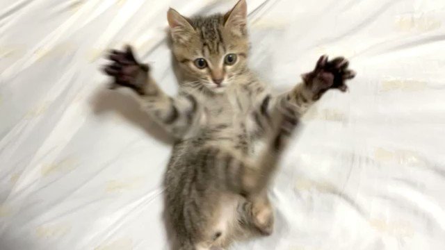 【こちょこちょパー】可愛い子猫の可愛すぎる動き【わちゃわちゃ】のサムネイル画像