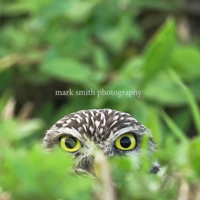 Ever get the feeling you at being watched? #owl #birds #birbs #bird https://t.co/rijGOS9THL