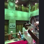 小野華那子 アルパ奏者🎼のツイート画像