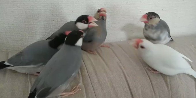 【ｷｬﾙﾙﾙﾙﾙﾙr】文鳥の大喧嘩、思っていたより荒々しいのサムネイル画像