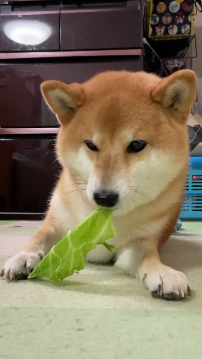 グルメな草食犬 お上品にキャベツを食べる柴犬ちゃんがかわいいと話題 ブリーダーナビ