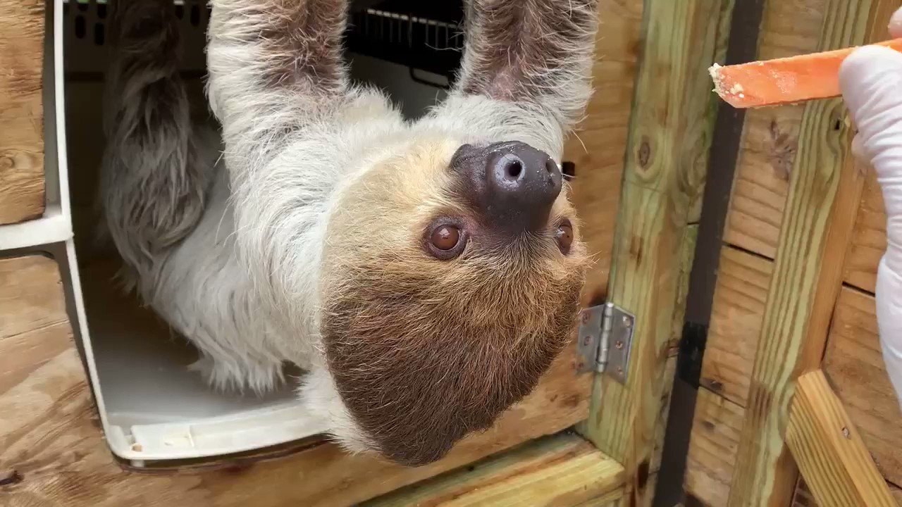 Naples Zoo on Twitter: "It's #InternationalSlothDay! Sloths are an