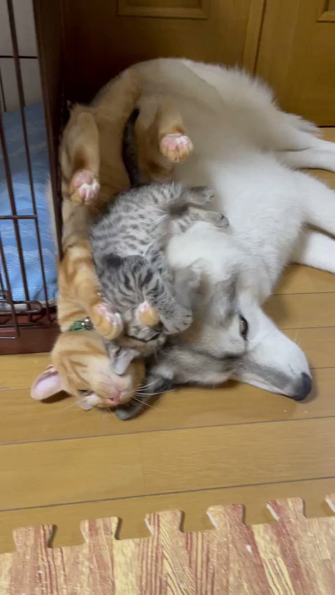 【かわいい】シベリアンハスキーとねことこねこのイチャイチャ日常風景のサムネイル画像