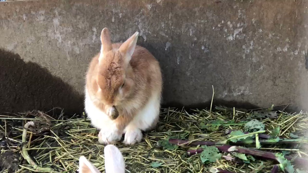 かわいすぎるウサギのアカチャンが生まれたので名付けて見守っていたら ある日衝撃の事実が判明 コムギチャン 増えてる Togetter