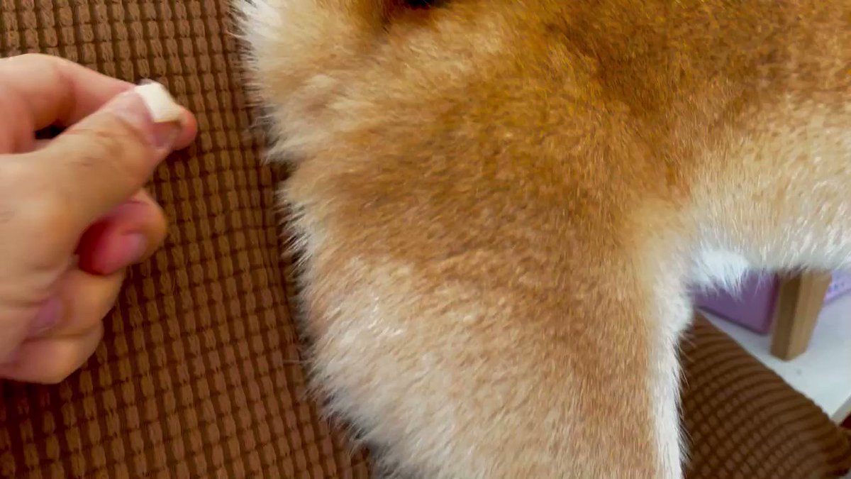 柴犬のモフ尻から毛をスポッと抜いたら めちゃめちゃ怒ってた ごめんこれ抜きたくなるんだよ 動画あり 柴犬ライフ Shiba Inu Life