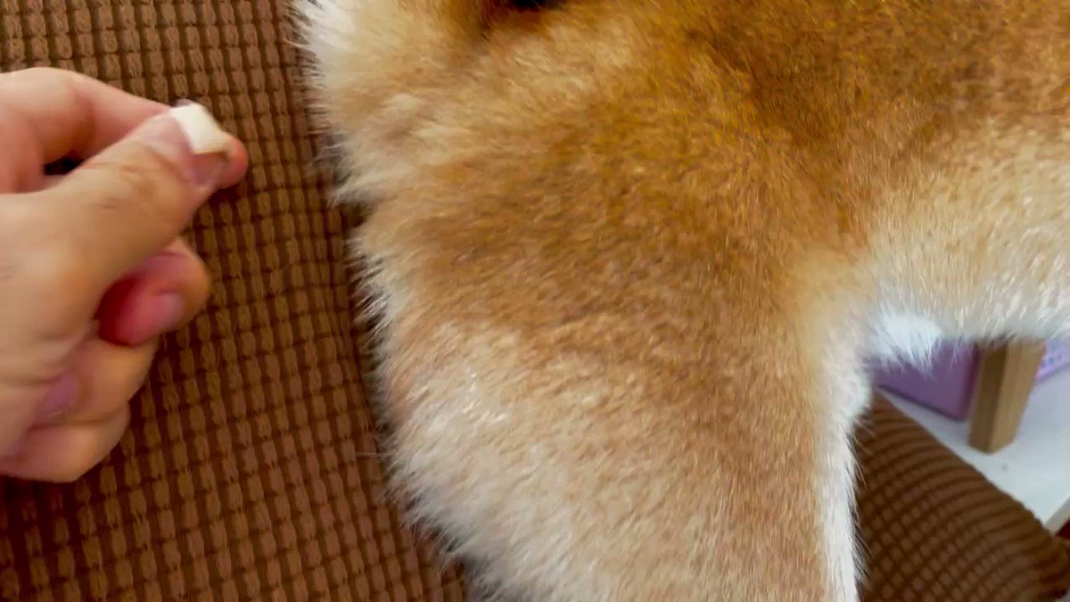 柴犬のモフ尻から毛をスポッと抜いたら めちゃめちゃ怒ってた ごめんこれ抜きたくなるんだよ 動画あり 柴犬ライフ Shiba Inu Life 柴犬のモフ尻から毛をスポッと抜いたら めちゃめちゃ怒ってた ごめんこれ抜きたくなるんだよ 動画あり 柴犬ライフ Shiba Inu Life