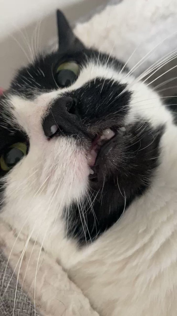 Bosanski video cat
