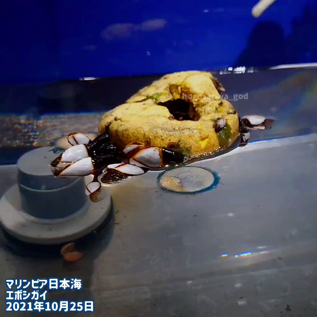 エボシガイ Twitter Search Twitter エボシガイ Twitter Search Twitter