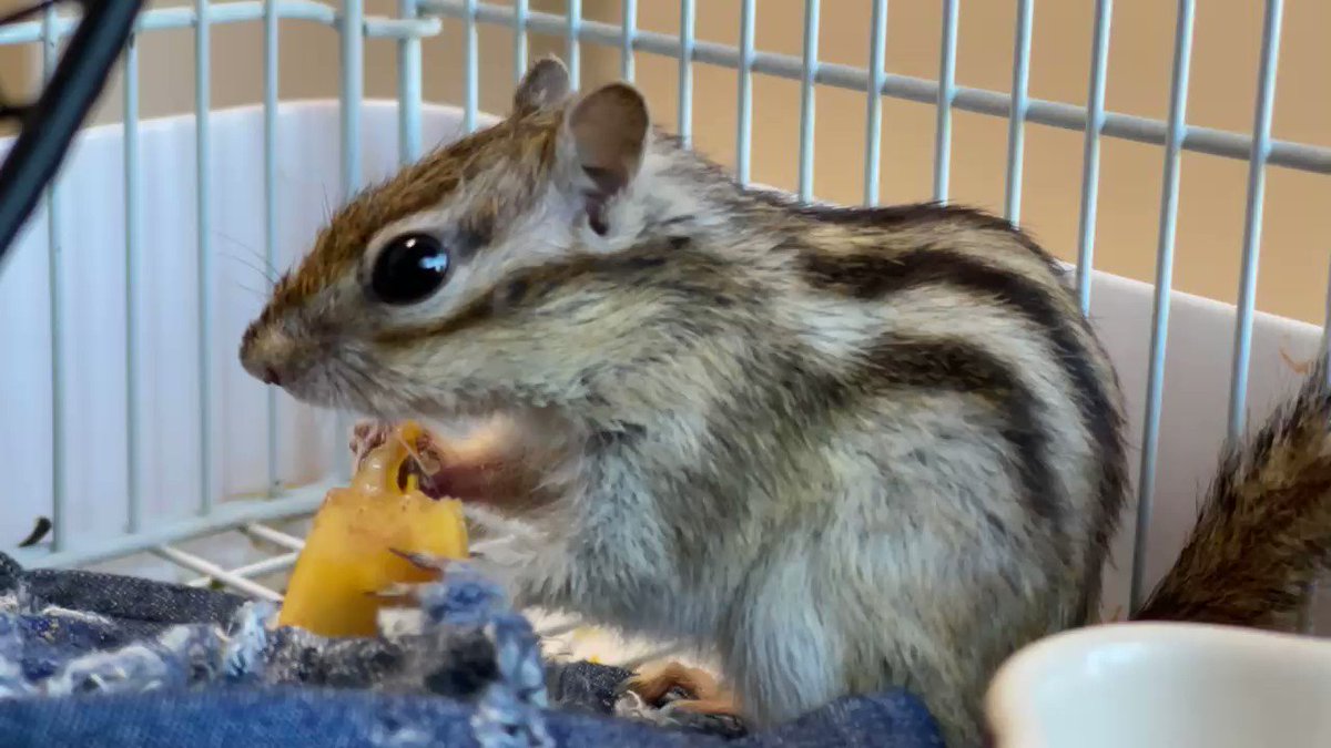 しまりすページ まぢ無理リス化しよ！ (@hontonimazimuri) / X