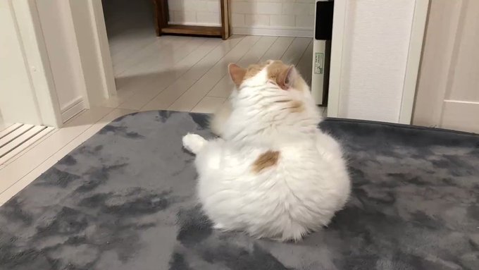 【スコティッシュストレート】ヘソ天で寝転がる猫さんがかわいいのサムネイル画像