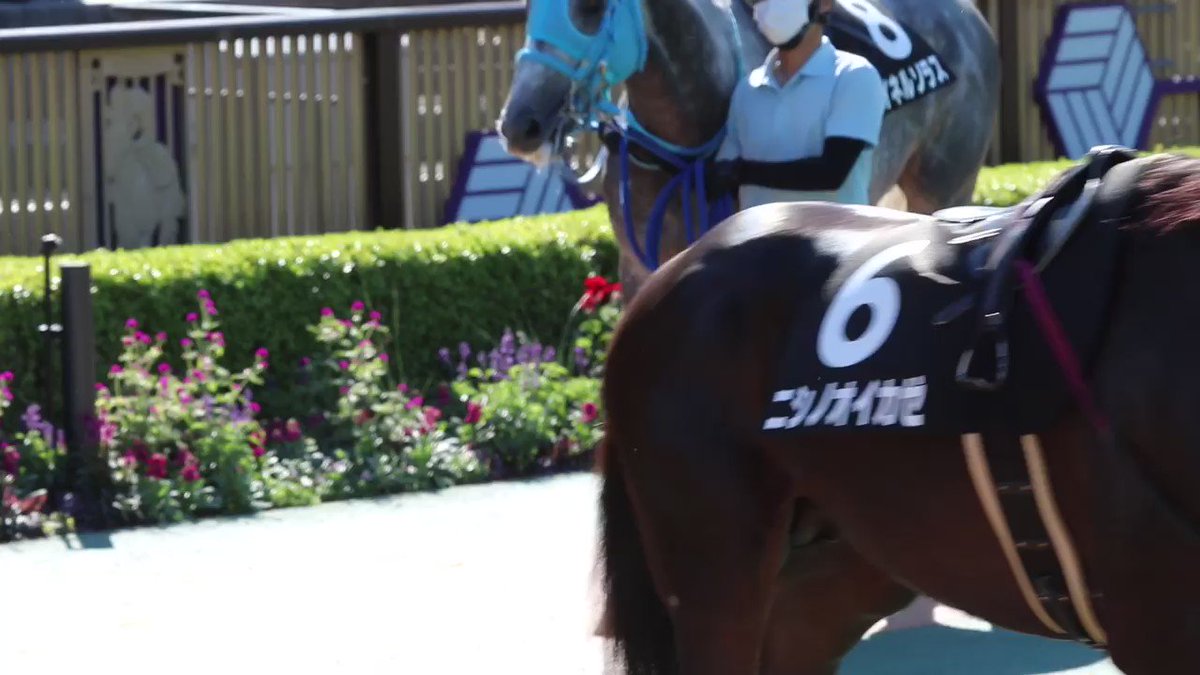 叶いませんでしたが菊花賞に出走できたら例えシンガリ人気でも本命の印を打つつもりでした。

#マイネルソラス
#ゴールドシップ
#ラフィアン
#ウマ娘
#ステイゴールド
#マイネル
#芦毛
#菊花賞
#天皇賞
#XYM $XYM #symbol #シンボル #XYM50000円まで気絶部 #日本起点で世界を動かす #M資金 #与沢翼 #Za 