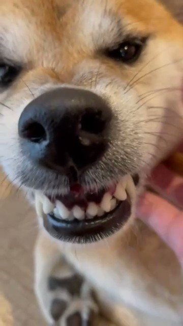 激オコな柴犬さんのお鼻から 鼻ちょうちん が お茶目すぎる決定的瞬間をご覧あれ Mofmo
