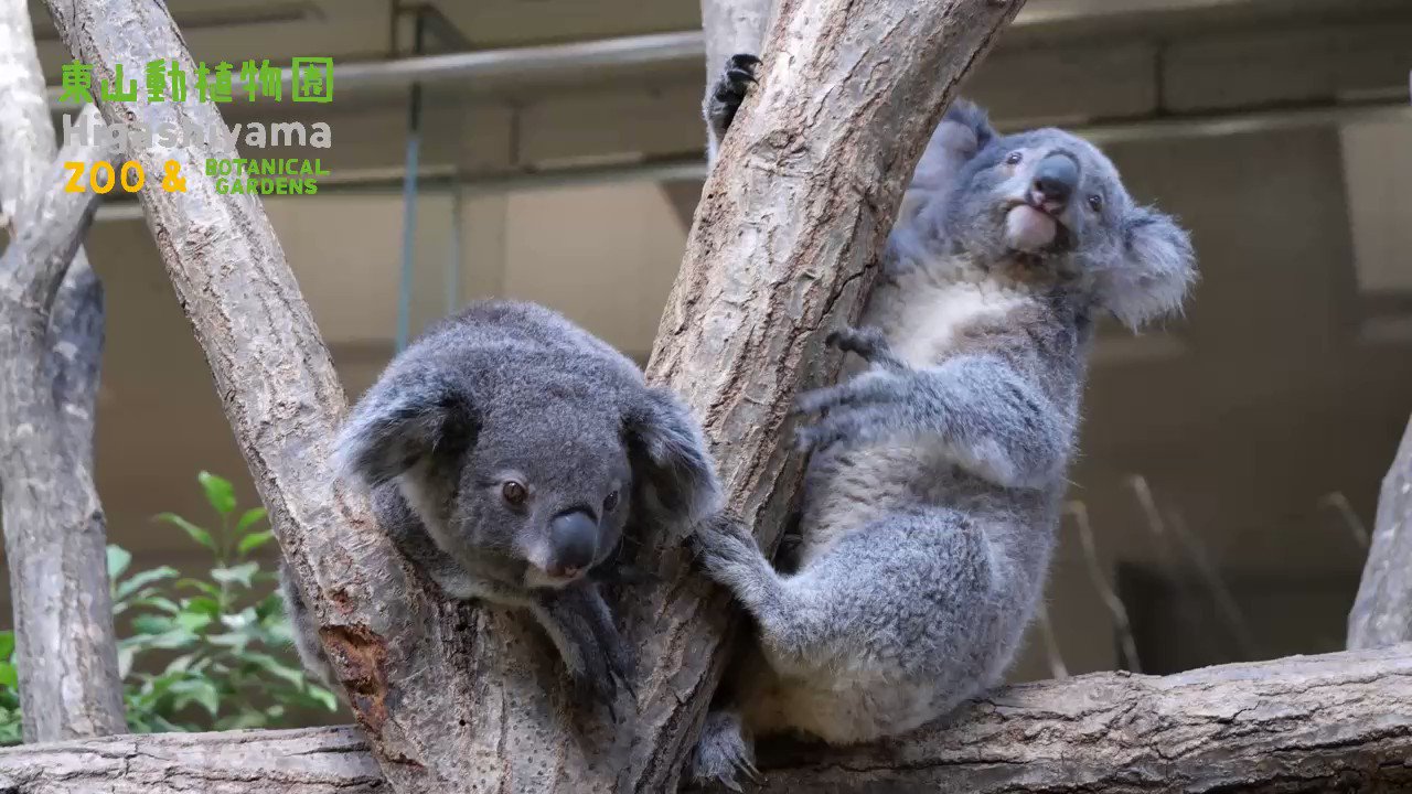 名古屋市東山動植物園 on X: 