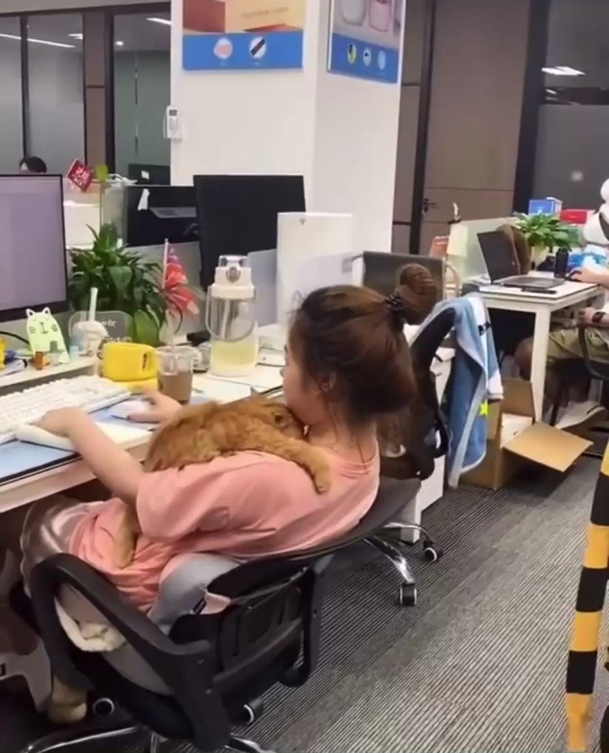 これは羨ましい！猫と一緒に働けるペット同伴OKなタイのオフィス！