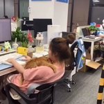 これは羨ましい!猫と一緒に働けるペット同伴OKなタイのオフィス!