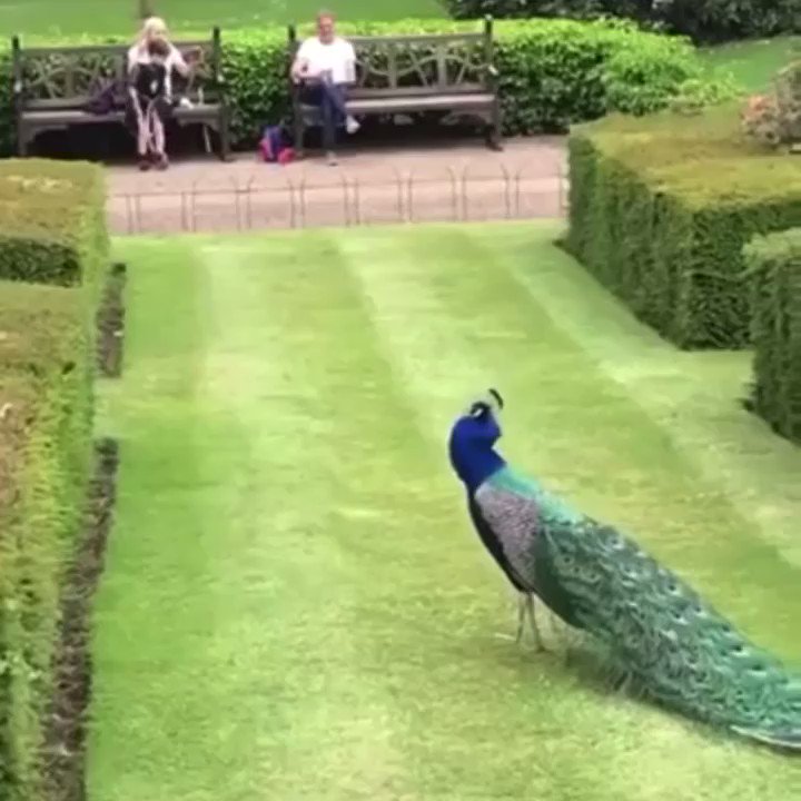 RT @buitengebieden_: Peacock showing off.. https://t.co/oqfLsFHpPj