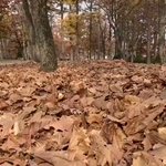 落ち葉の中から現れた生き物は…。まさかのアヒル!？
