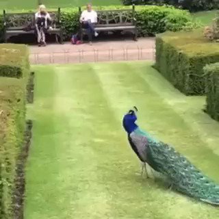 RT @ItsNaturalTimes: Peacock showing off.. https://t.co/l999F8u0qS