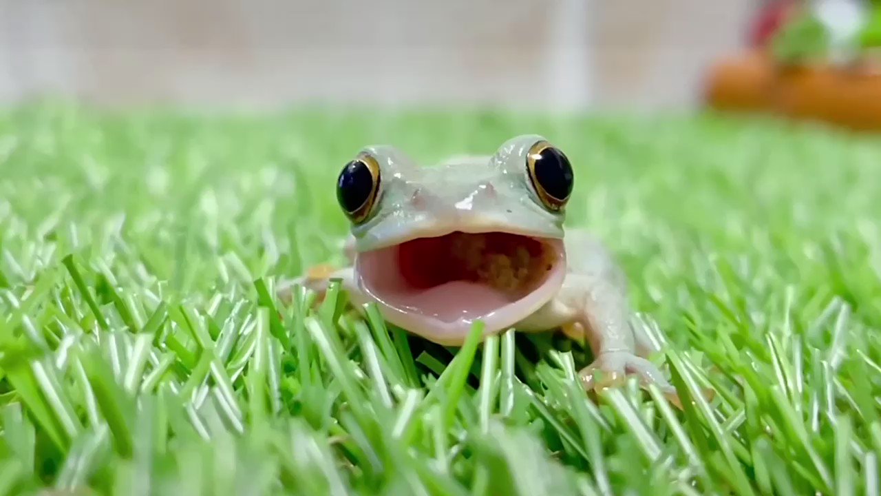 ぴよ カエルと暮らす カエルは目を閉じると口の中に眼球が出っ張って 食べ物が喉の奥に押し込まれる仕組みになっています 大きな 目をギュッと瞑る姿が可愛いです T Co Bpbmqka12d Twitter